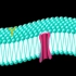 细胞膜(流动镶嵌模型)