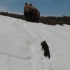 国外网友狂喷熊妈带熊宝爬雪坡视频，对动物骚扰的伦理界限在哪？