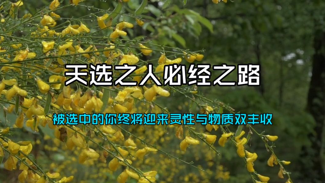 天选之人必经之路!你正在经历的财务困境，是宇宙为丰盛做的铺垫，被选中的你终将迎来灵性与物质双丰收！