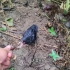 下了一天雨，树林里发现了一只浑身湿透的小鸟，给它拿点吃的！