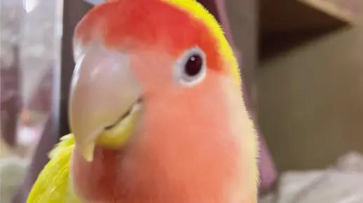 【黄桃牡丹鹦鹉】小黄鸡大战绿袜子