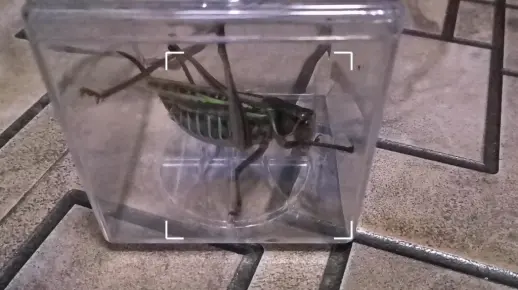 虫王争霸赛第三季之暗褐蝈螽VS星天牛