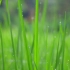 【空镜头】 植物夏季禾苗农田 视频素材分享