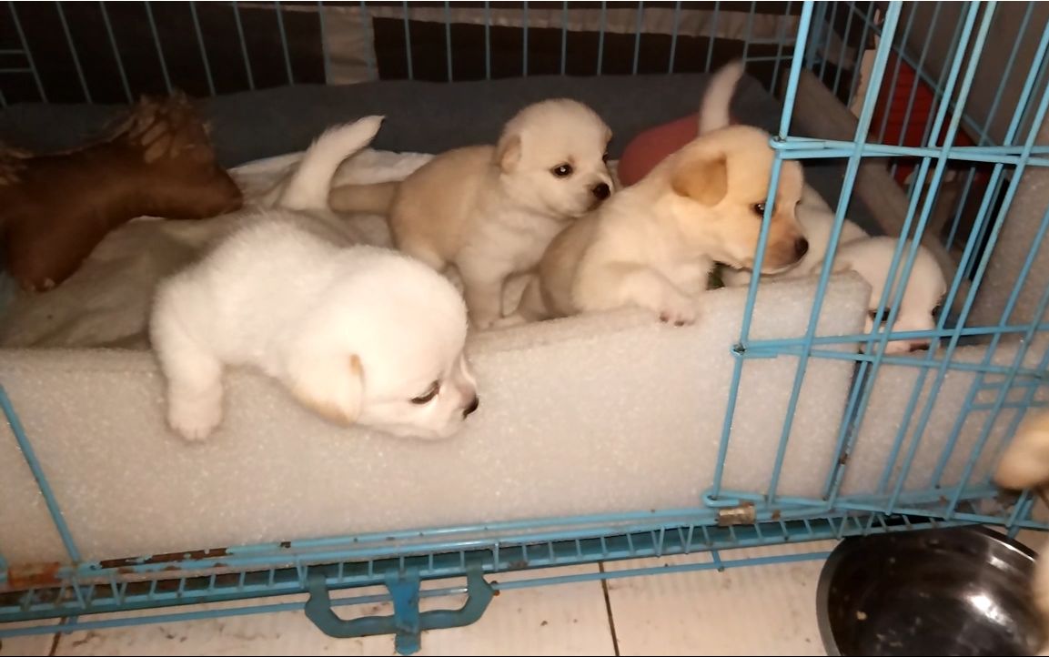 【中华田园犬】半月大的小奶狗抢奶吃,笑翻所有人-小奶狗成长记8:开饭
