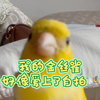 我养的金丝雀会自拍，大家快来看看嘛哈哈哈哈哈