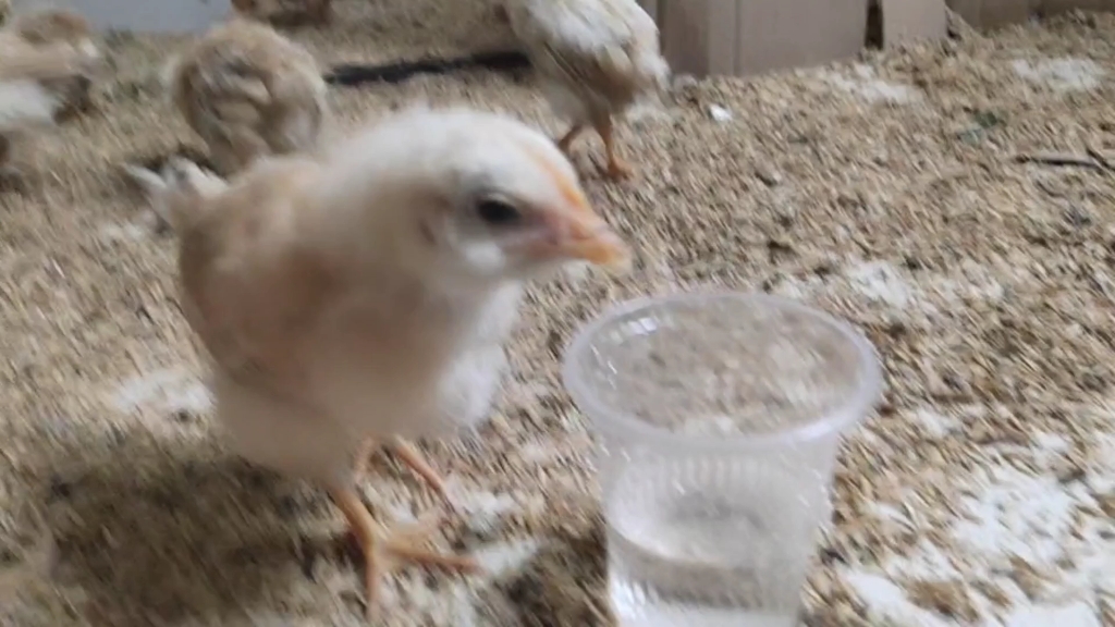 养了30多天的小鸡，喝水片段