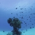 [ 4K Ultra HD ] 奄美の海中世界 奄美群岛的海底世界（RED EPIC拍摄）