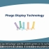 5分钟了解什么是噬菌体展示技术 phage display