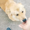 母狗不舍狗宝宝被送人拦着不让走，10天后再相聚小狗激动得快哭了