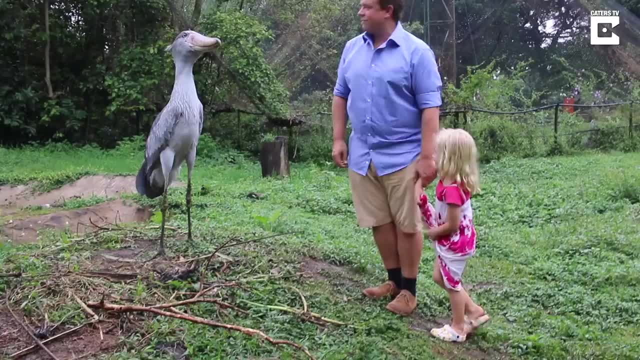 最绅士的鸟-鲸头鹳 shoebill stork is the real life