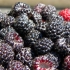 检查黑树莓补充剂的质量
