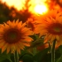 4K Sunflower in full bloom Sera Kogen Farm in Hiroshima  广岛世