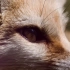 世界上最可爱的耳廓狐
