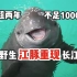 【云养君】禁渔已超两年，数量不足1000的濒危野生江豚重现长江宜昌段！