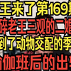 老王来了第169期 震碎老王三观的二婚女，又到了动物交配的季节，瑜伽班后的出轨