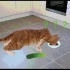 用3D动画还原猫看到黄瓜的反应，结尾有彩蛋哦。
