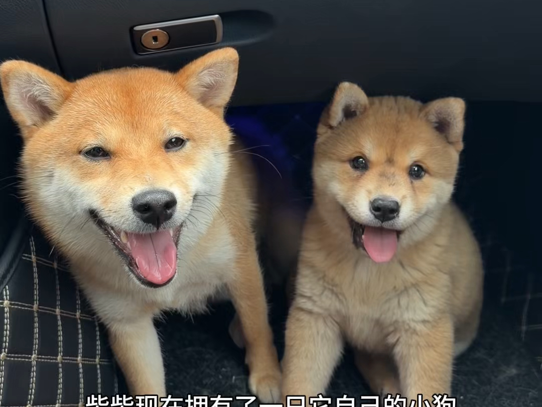 狗狗也会因为孤单而难受，它们也想要陪伴。