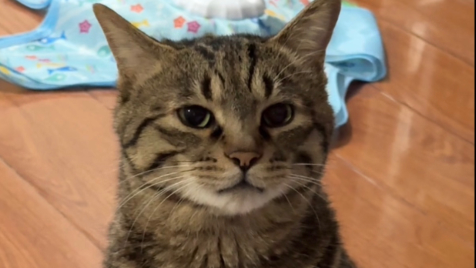 这小猫要高考啊？假装听不懂小猫讨饭，小猫开始无实物表演