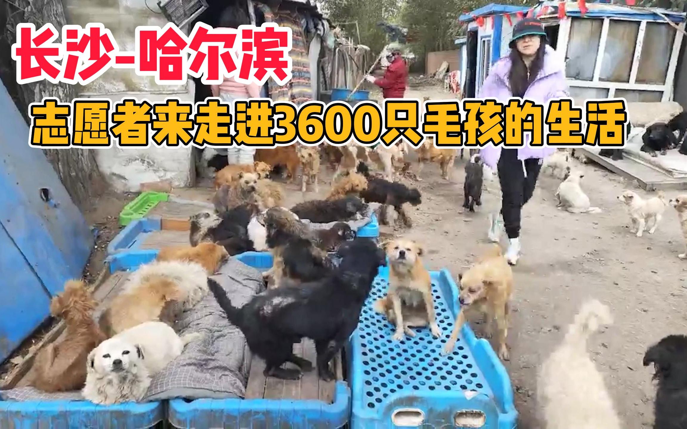 长沙志愿者带你走进3600只毛孩的家，狗狗与刘丽的酸甜苦辣！