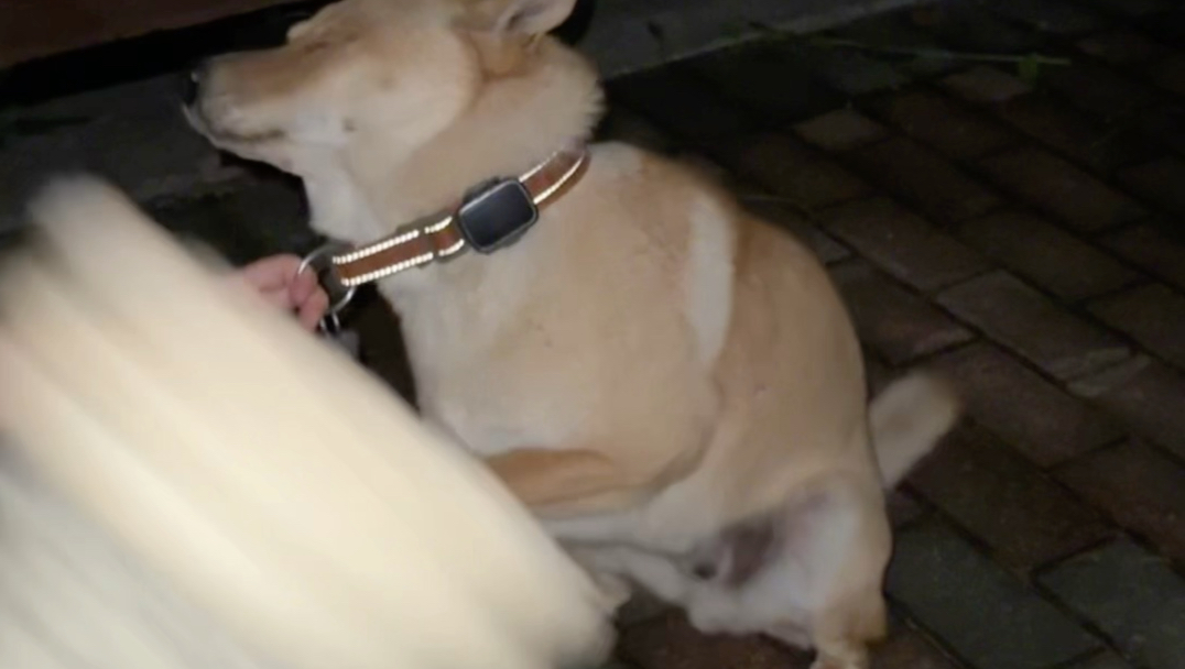 一个比一个狗