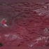 【日本：时隔31年重启商业捕鲸  纪录片《血色海湾》不能被遗忘】
