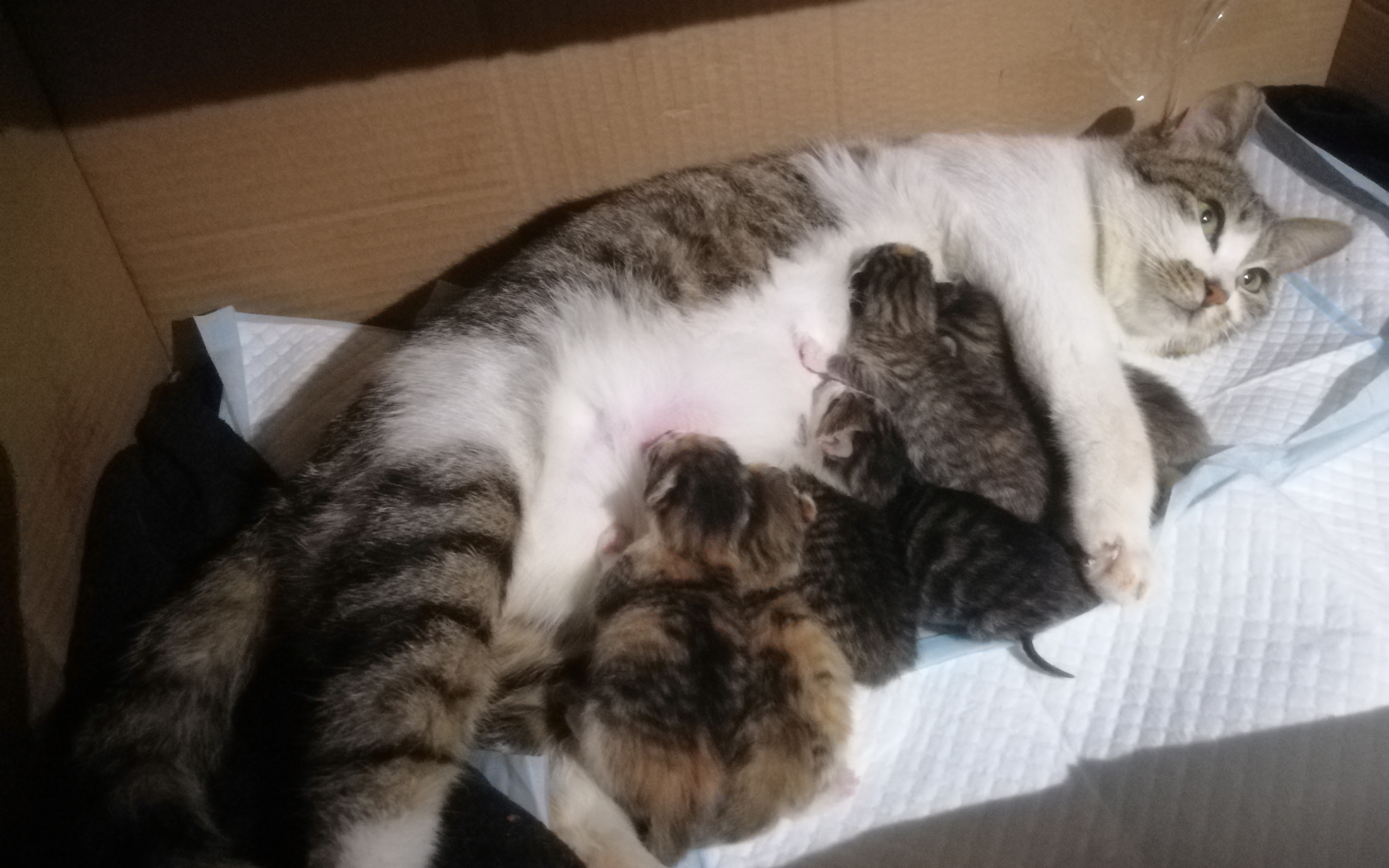 【流浪猫】被救助流浪猫生产过程,历时四个多小时,生出七只健康小猫咪