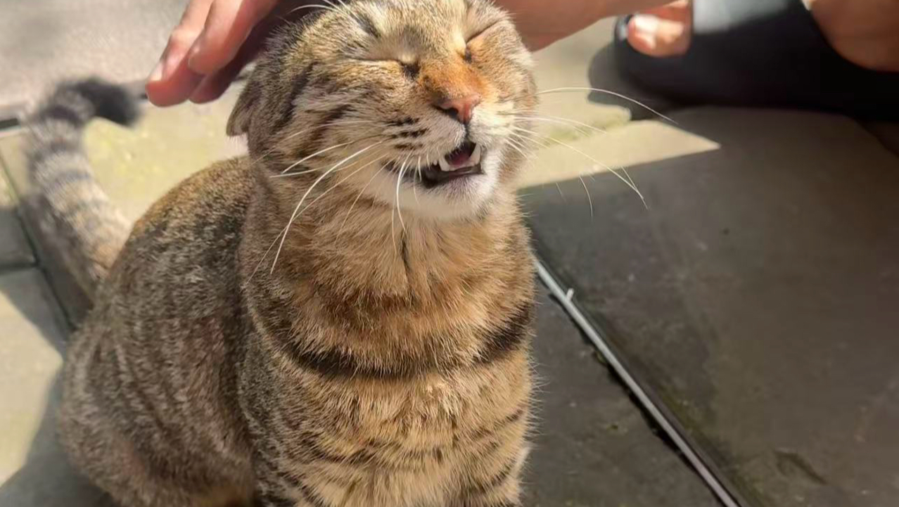 流浪猫竟然给我送了这么多奇葩东西！