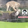 母狮：孩子，看妈妈今天救不死你