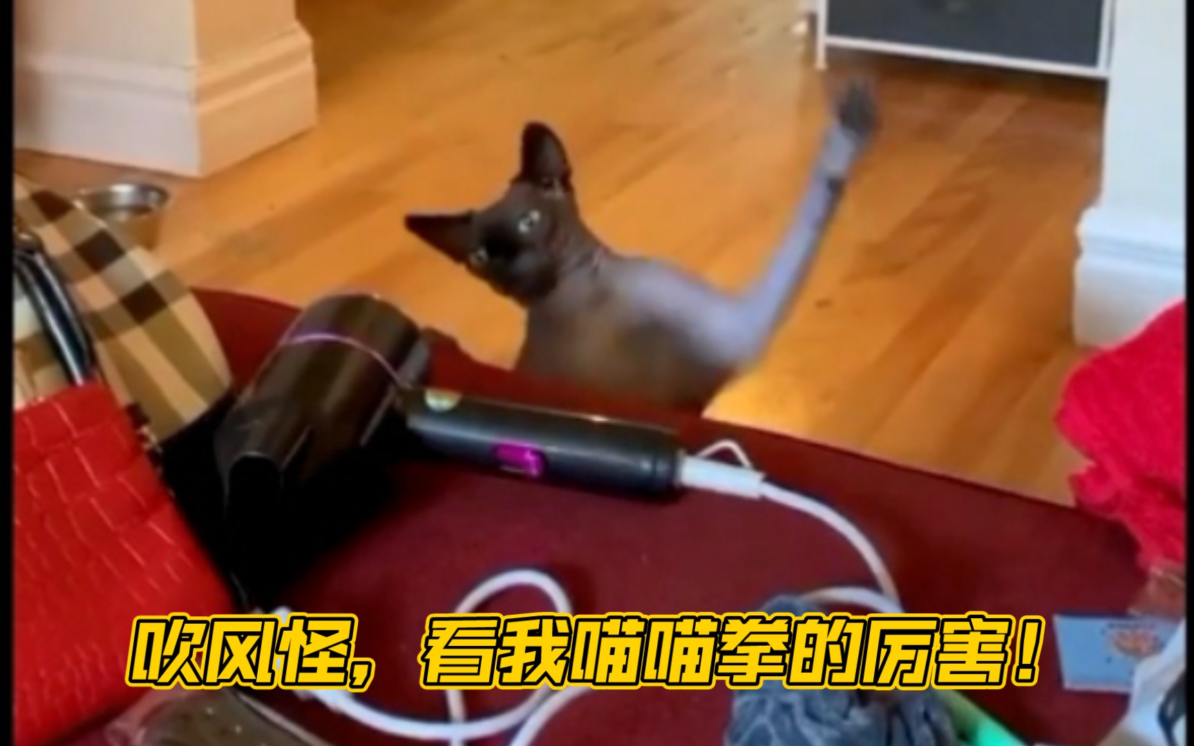 妙趣猫咪吹风怪看我喵喵拳的厉害