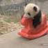大熊猫考驾照，无师自通