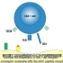 【双语字幕】-免疫学-T细胞与APC的相互作用（信号传导）