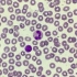 临床检验-观察各类白细胞-1
