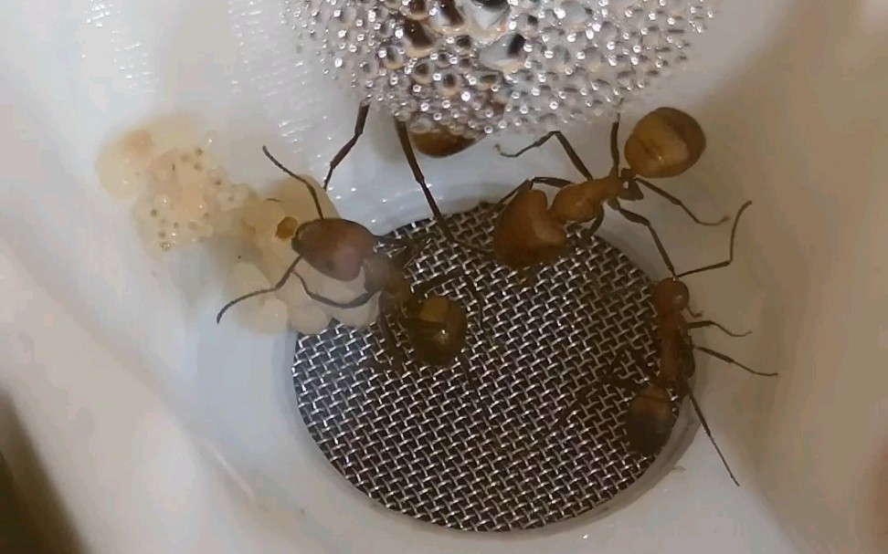 蚂蚁尼科巴的卵幼茧
