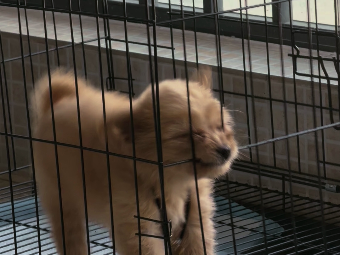 小登叫什么叫