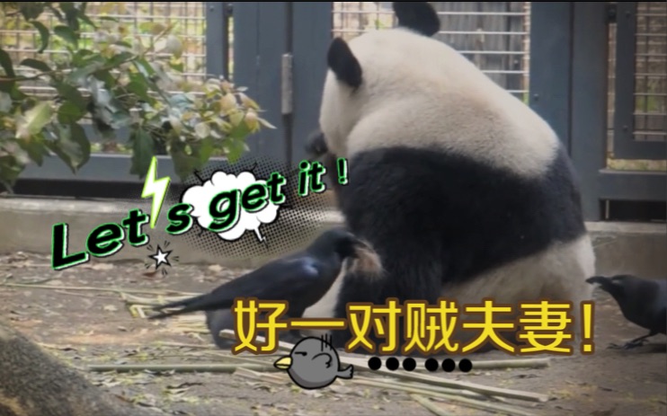 【大熊猫】从未见过如此嚣张之鸟，胆敢薅社会主义的熊毛！好一对贼夫妇