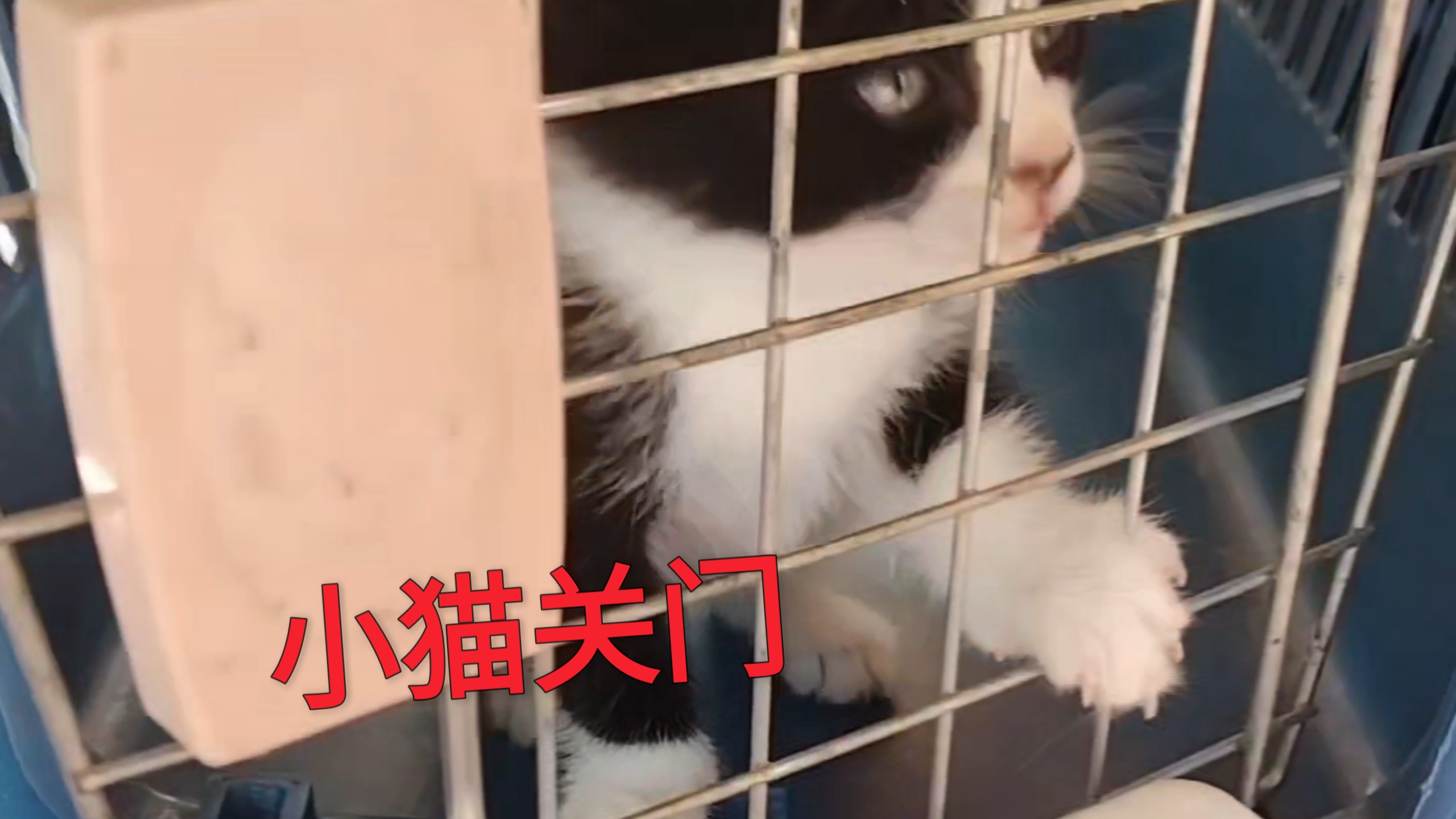 大叔教了小猫一些简单技能