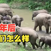 北上南归的亚洲象群 一年后怎样了