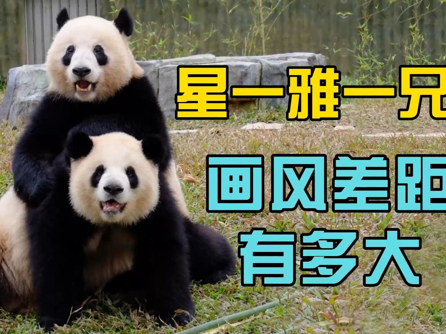 星一和雅一是一对画风迥异的大熊猫兄妹。