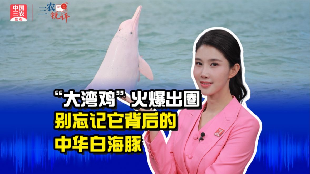 三农锐评丨“大湾鸡”火爆出圈 别忘记它背后的中华白海豚