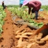 雪莲果的一生｜现代农业种植和收获菊薯