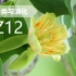 【植物分类与系统发育】BZ12 木兰目 木兰科 鹅掌楸属