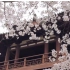 【乐学西安】樱花丛中的青山佛阁—青龙寺