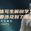 人体写生解剖学习主要涉及到了那些呢