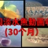 中国淡水魚動画收藏(30个月)
