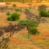 非洲动物大迁徙 The Great Migration 更新至第4集（6.30）