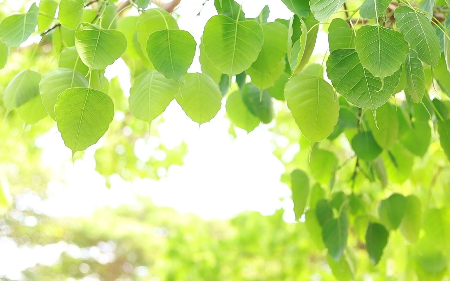 空镜头视频素材绿叶阳光夏季生机素材分享