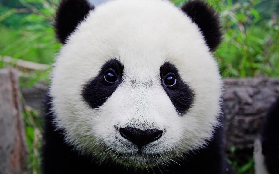 熊猫是如何成为中国的象征的（英文视频有双语字幕）
