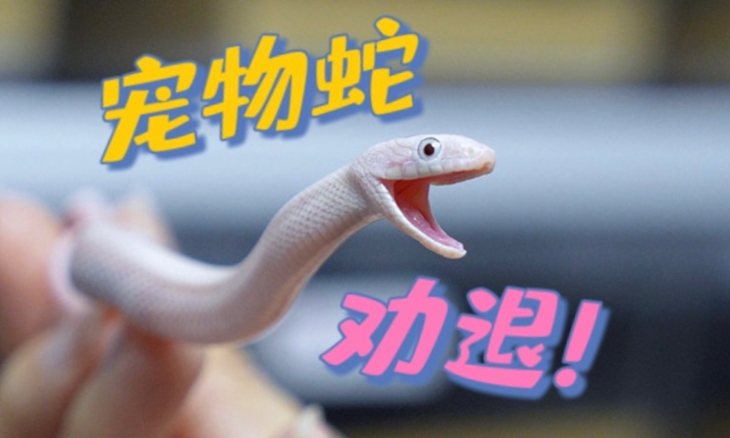 千万不要养宠物蛇！不然你一定会后悔…