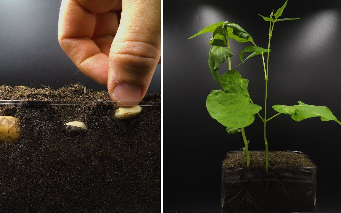 三颗豆子的短暂一生延时摄影