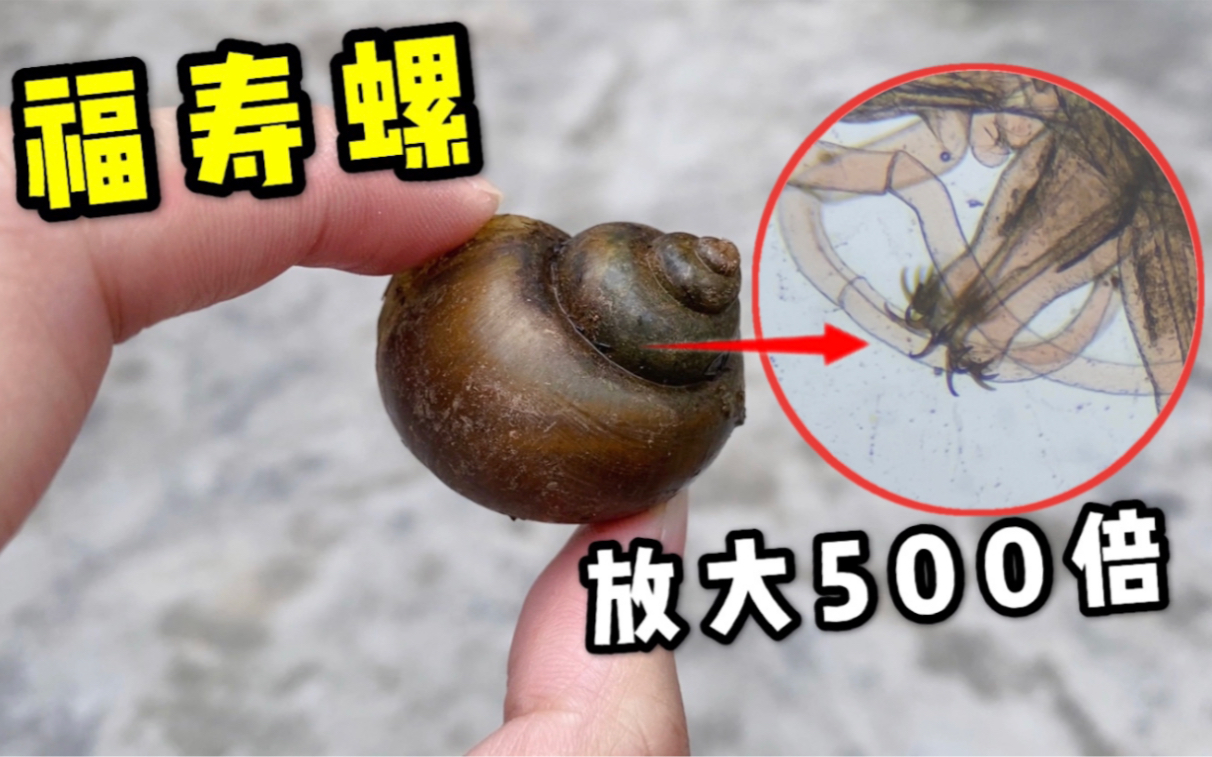 福寿螺到底能不能吃？显微镜放大500倍全是寄生虫！差点吐了…